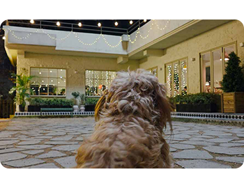 The most advanced AI ProVisual Engine.